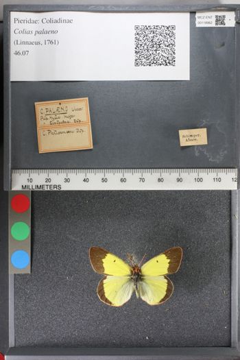 Media type: image;   Entomology 118962